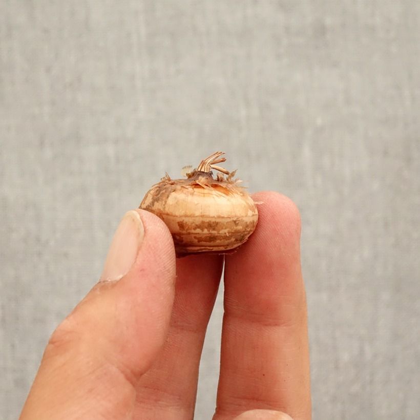 Esemplare di Crocus speciosus Cassiope Bulbo taglia 5+ come consegnato in autunno