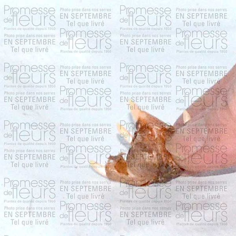 Esempio di esemplare Crocus speciosus Conquéror Bulbe calibre 5+ come consegnato