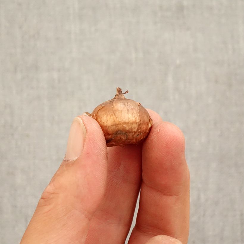 Example of Crocus speciosus Conqueror Bulbo taglia 5+ as you get in automne