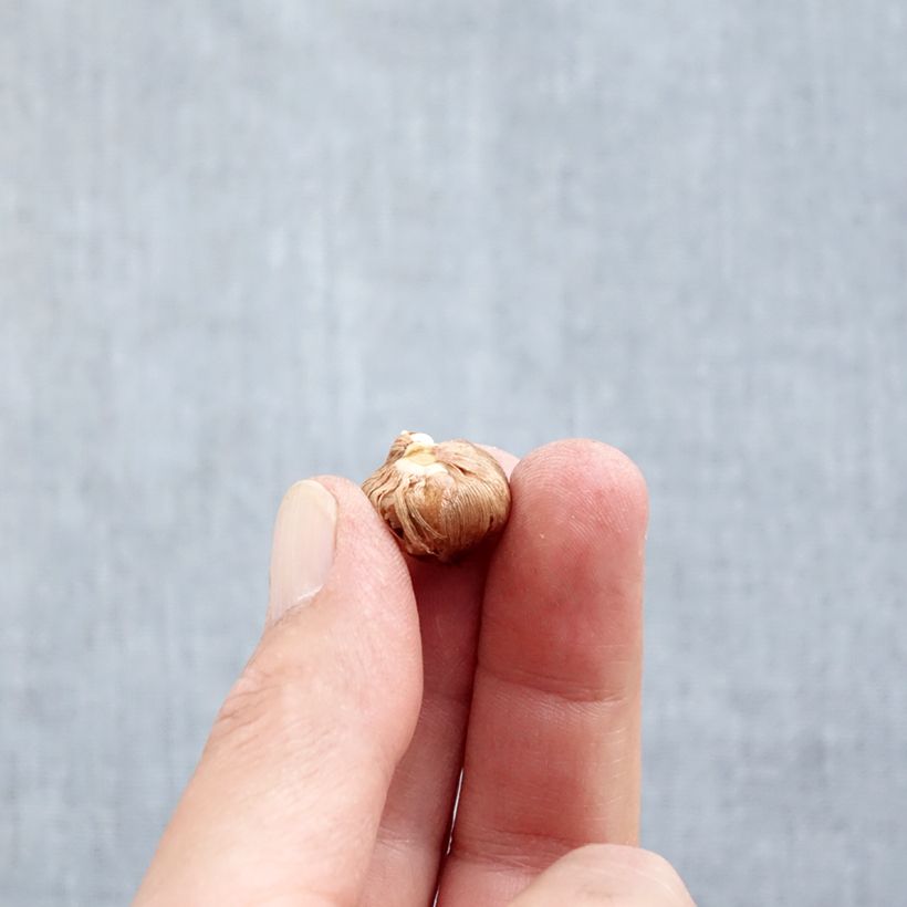 Esemplare di Crocus tommasinianus Barr's Purple Bulbo taglia 5+ come consegnato in autunno