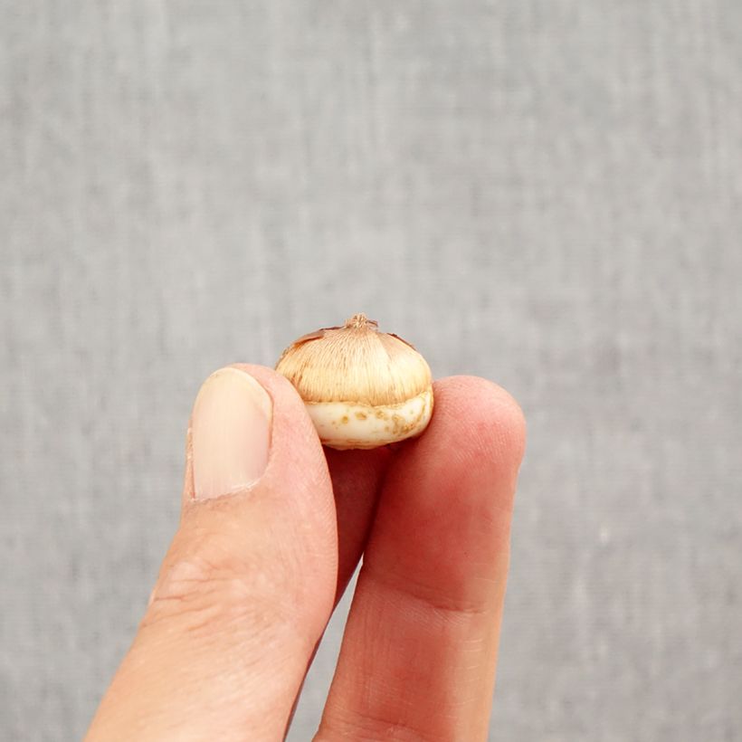 Example of Crocus tommasinianus Blue Ocean Bulbo taglia 6+ as you get in automne