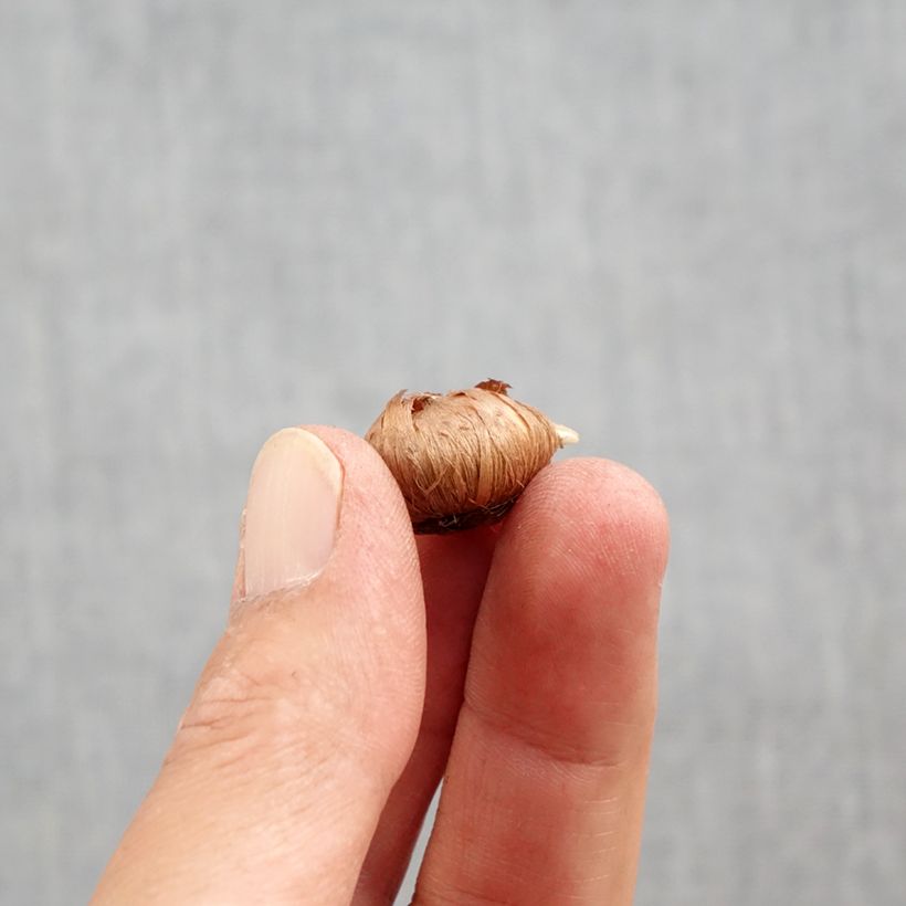 Example of Crocus tommasinianus Ivory Princess Bulbo taglia 5+ as you get in automne