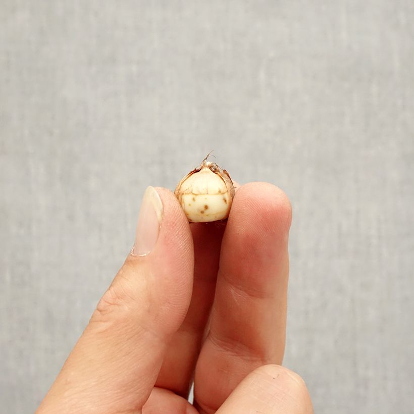 Esemplare di Crocus tommasinianus Roseus Bulbo taglia 5+ come consegnato in autunno