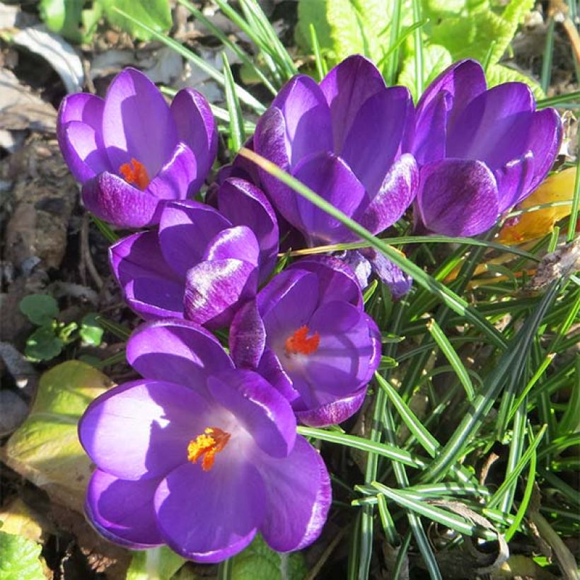 Crocus tommasinianus Ruby Giant (Flowering)