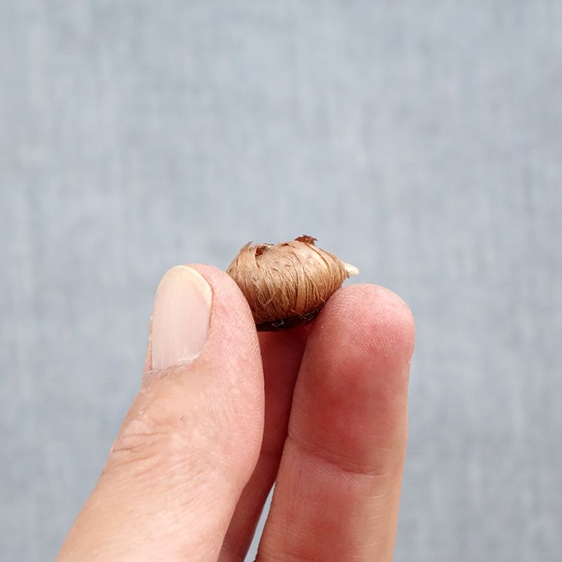 Example of Crocus tommasinianus Ruby Giant Bulbo taglia 5+ as you get in automne