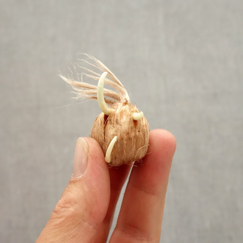 Esemplare di Crocus Vanguard - Croco Bulbo taglia 8+ come consegnato in autunno