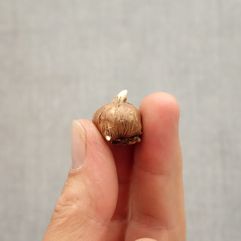 Esemplare di Crocus vitellinus - Croco Bulbo taglia 5+ come consegnato in autunno