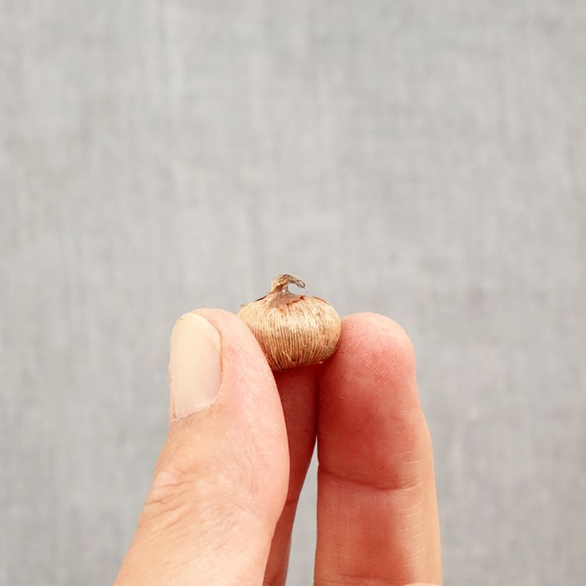 Esemplare di Crocus Yalta - Croco Bulbo taglia 5+ come consegnato in autunno