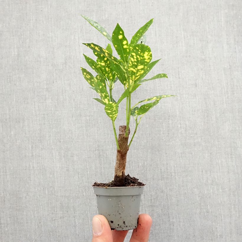 Example of Codiaeum aucubaefolia - Croton mini-pianta as you get in printemps