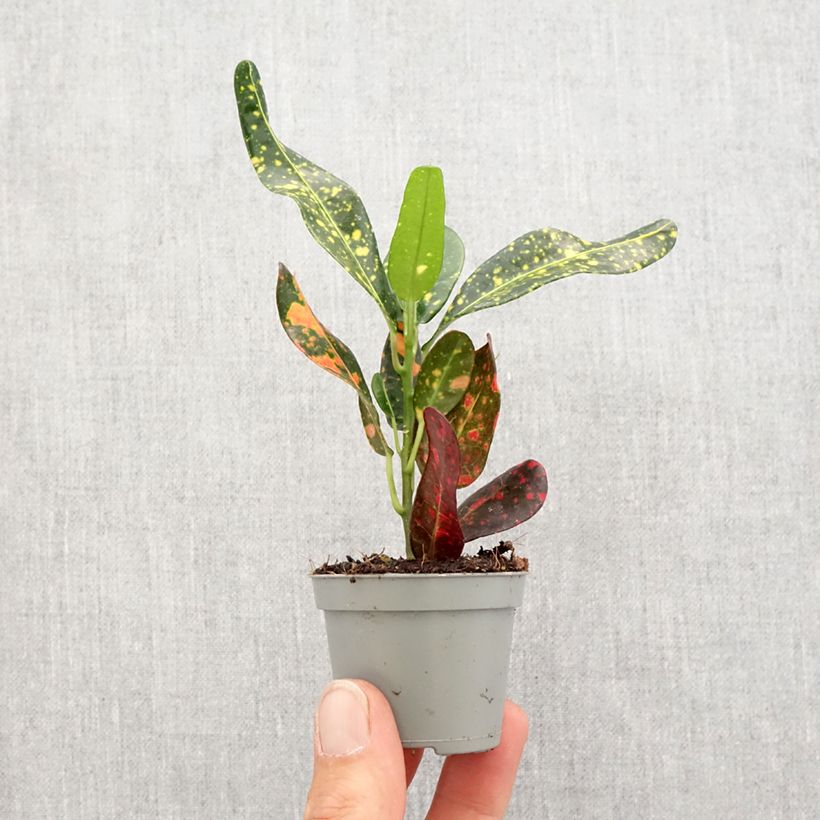 Example of Codiaeum Mammie - Croton mini-pianta as you get in printemps