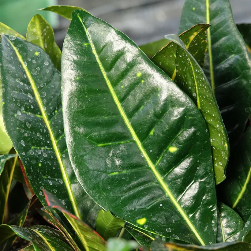 Codiaeum Petra - Croton (Fogliame)