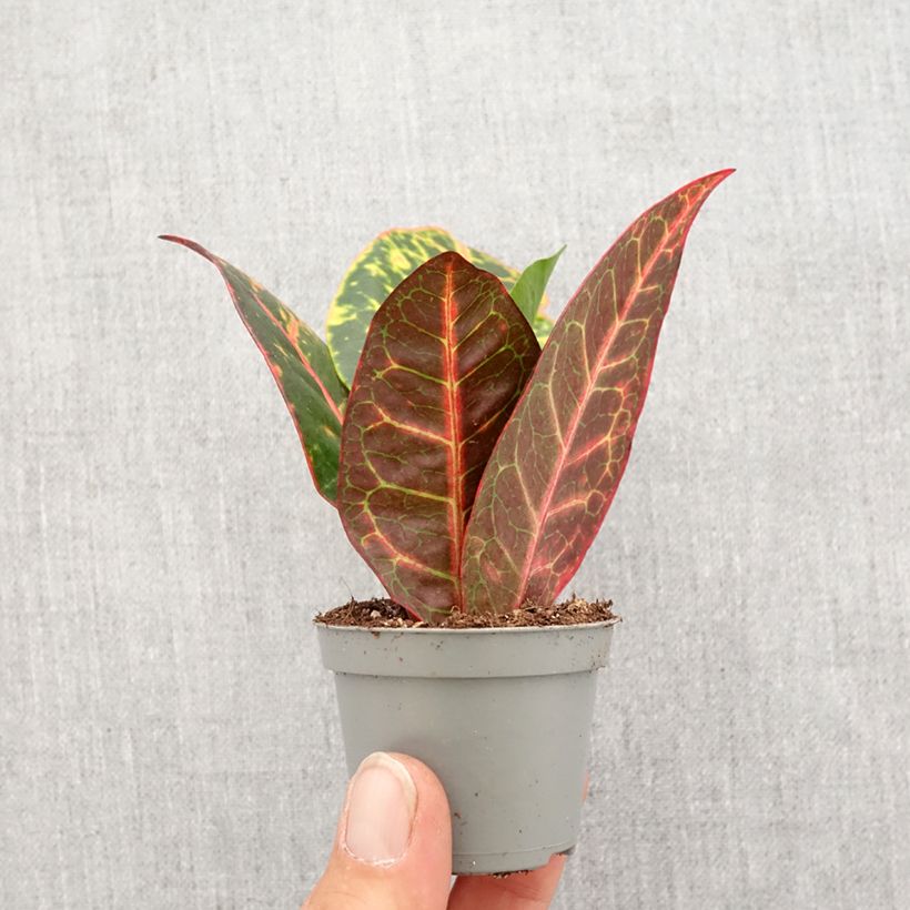 Example of Codiaeum Petra - Croton mini-pianta as you get in printemps