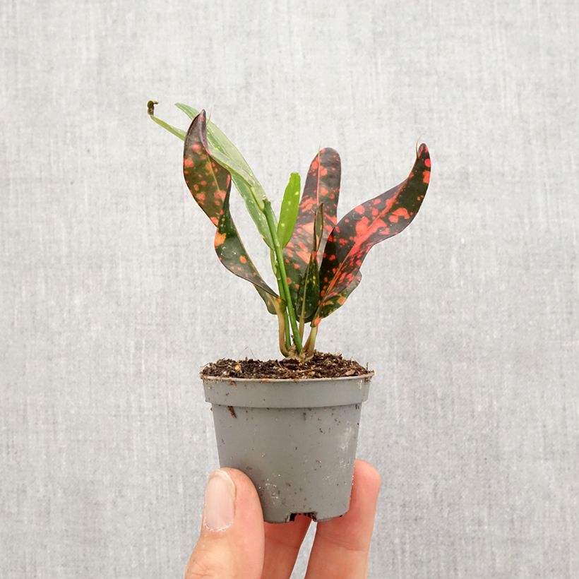 Example of Codiaeum Red Batik - Croton mini-pianta as you get in printemps