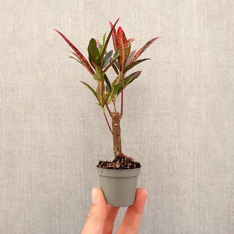 Codiaeum variegatum Excurrens - Croton mini-pianta esemplare consegnato in primavera