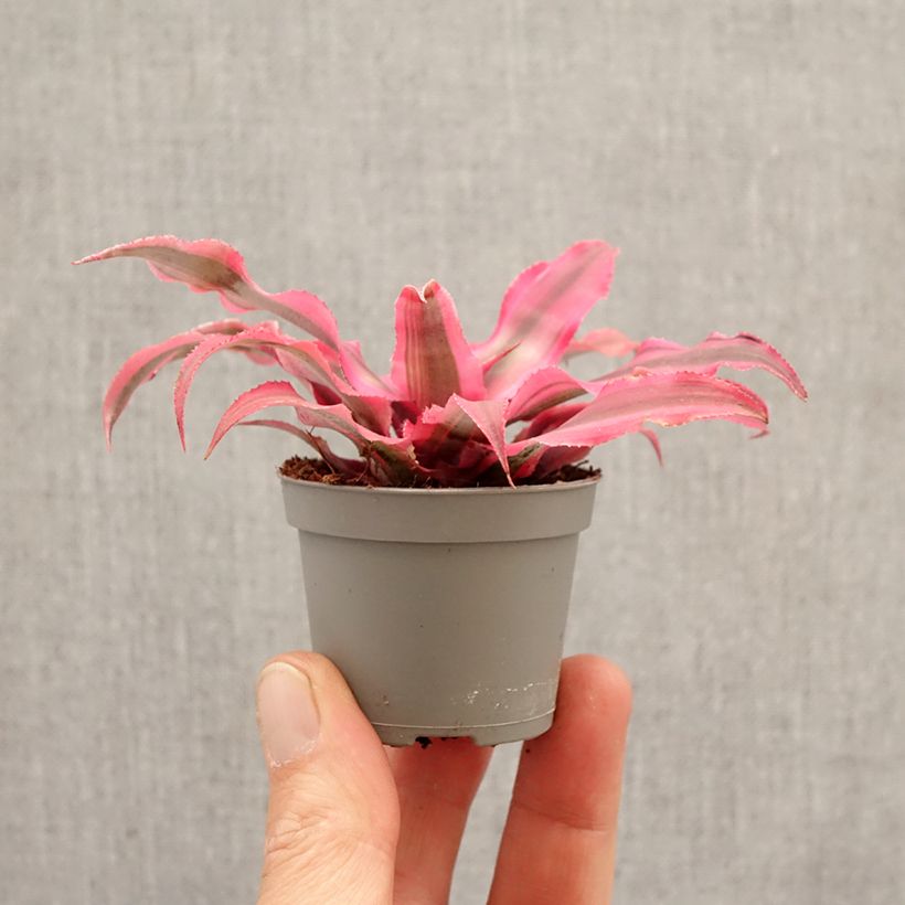 Cryptanthus Super Pink mini-pianta esemplare consegnato in primavera
