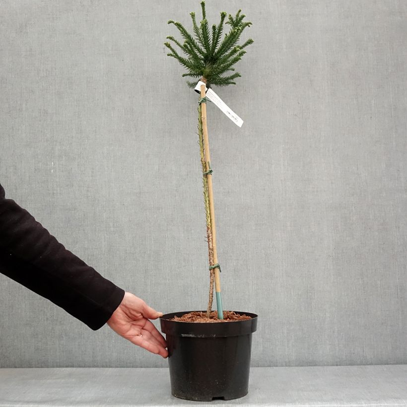 Cryptomeria japonica Dinger - Cèdre du Japon Pot de 4L/5L, Tige, Tige de 60 cm esemplare consegnato in inverno