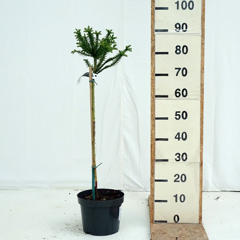 Esemplare di Cryptomeria japonica Dinger - Cedro del Giappone Vaso da 4L/5L, Vaso impalcato come consegnato in autunno