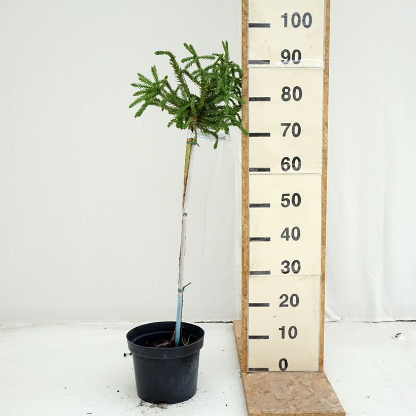 Esemplare di Cryptomeria japonica Dinger - Cedro del Giappone Vaso da 4L/5L, Vaso impalcato consegnato in estate