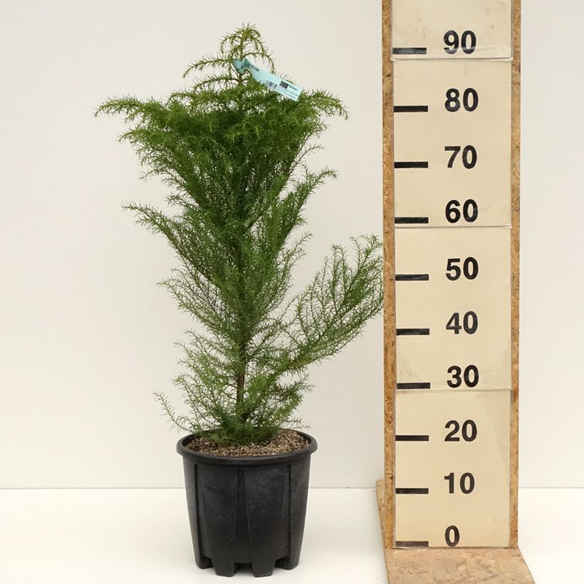 Example of Cryptomeria japonica Elegans - Cedro del Giappone Vaso da 7,5L/10L as you get in printemps
