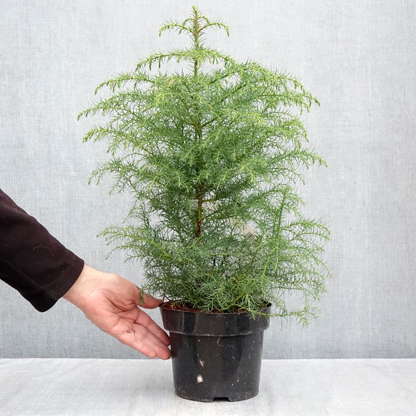 Esemplare di Cryptomeria japonica Elegans Viridis - Cedro del Giappone Vaso da 2L/3L come consegnato in autunno