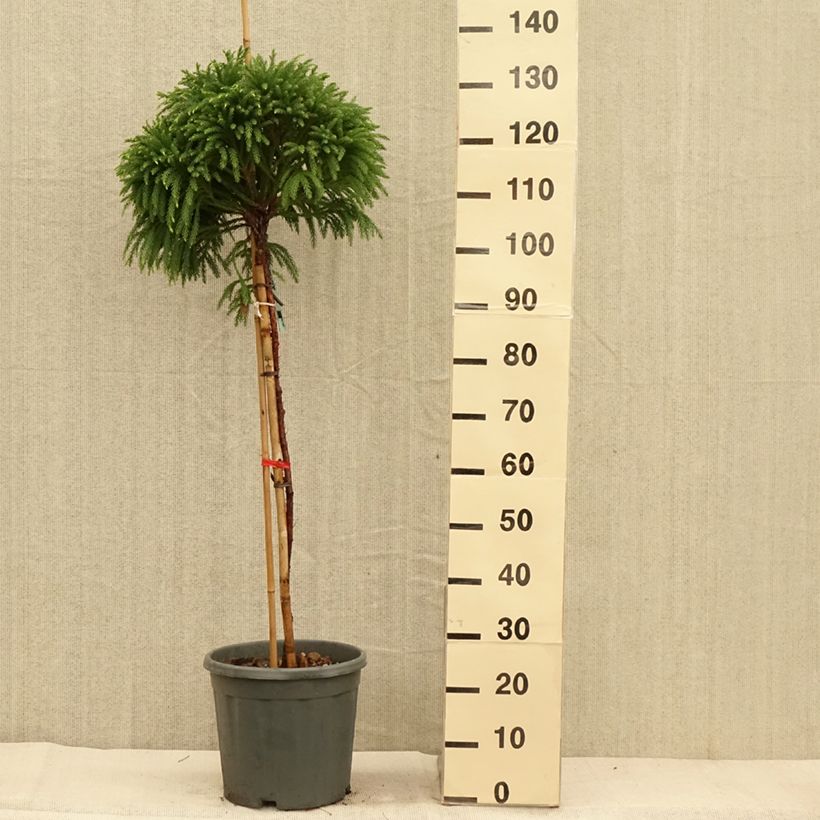 Esemplare di Cryptomeria japonica Globosa Nana - Cedro del Giappone Vaso da 12L/15L, Vaso impalcato come consegnato in autunno