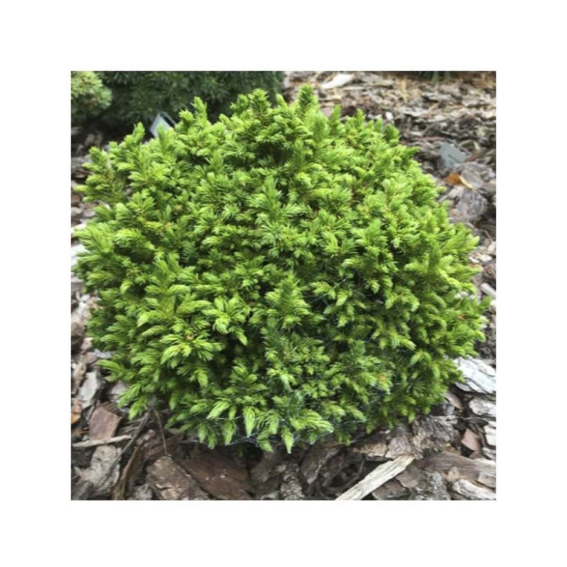 Cryptomeria japonica Green Pearl - Cedro del Giappone (Foliage)
