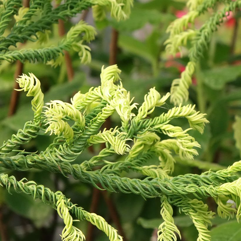 Cryptomeria japonica Kyara Gold - Cedro del Giappone (Fogliame)