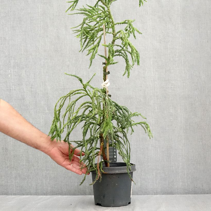 Esemplare di Cryptomeria japonica Kyara Gold - Cedro del Giappone Vaso da 3L/4L consegnato in estate