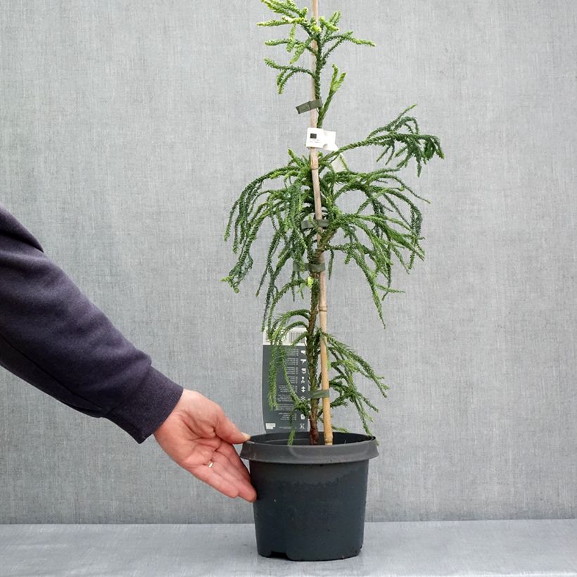 Cryptomeria japonica Kyara Gold - Cedro del Giappone Vaso da 3L/4L esemplare consegnato in primavera