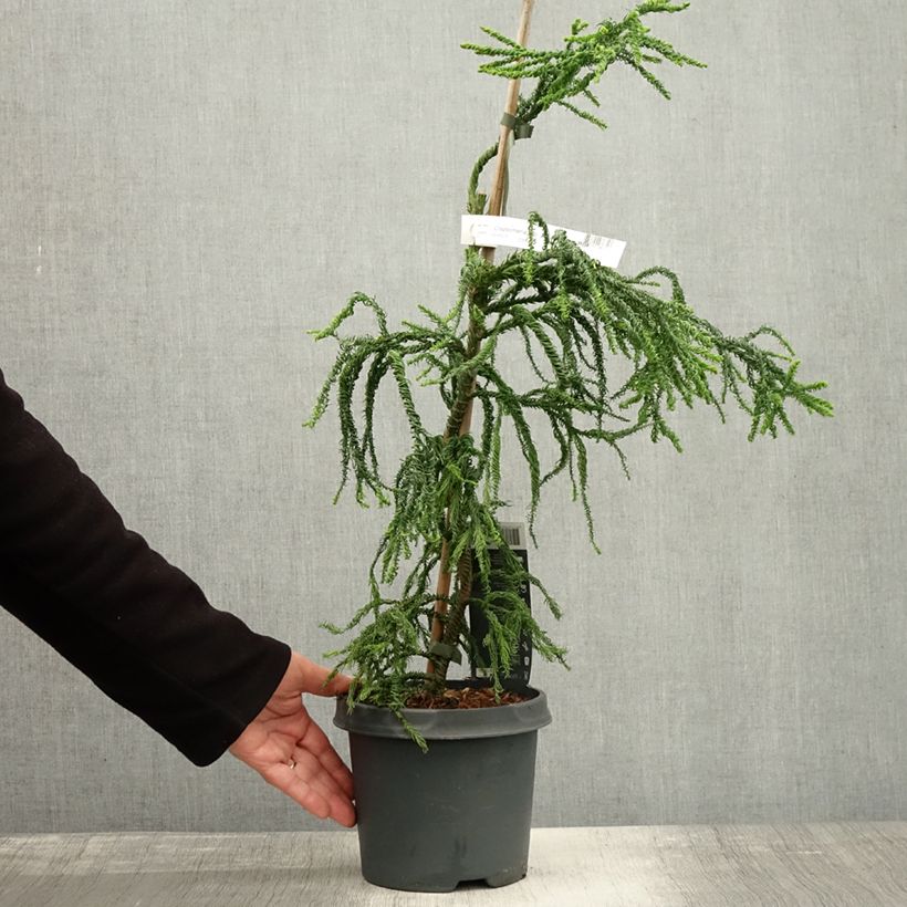 Esemplare di Cryptomeria japonica Kyara Gold - Cèdre du Japon doré Pot de 3L/4L come consegnato in autunno