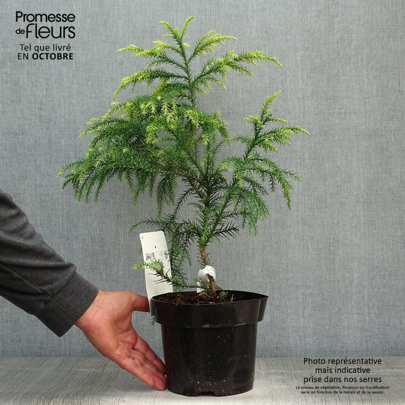 Esemplare di Cryptomeria japonica Sekkan Sugi - Cedro del Giappone Vaso da 2L/3L come consegnato in autunno