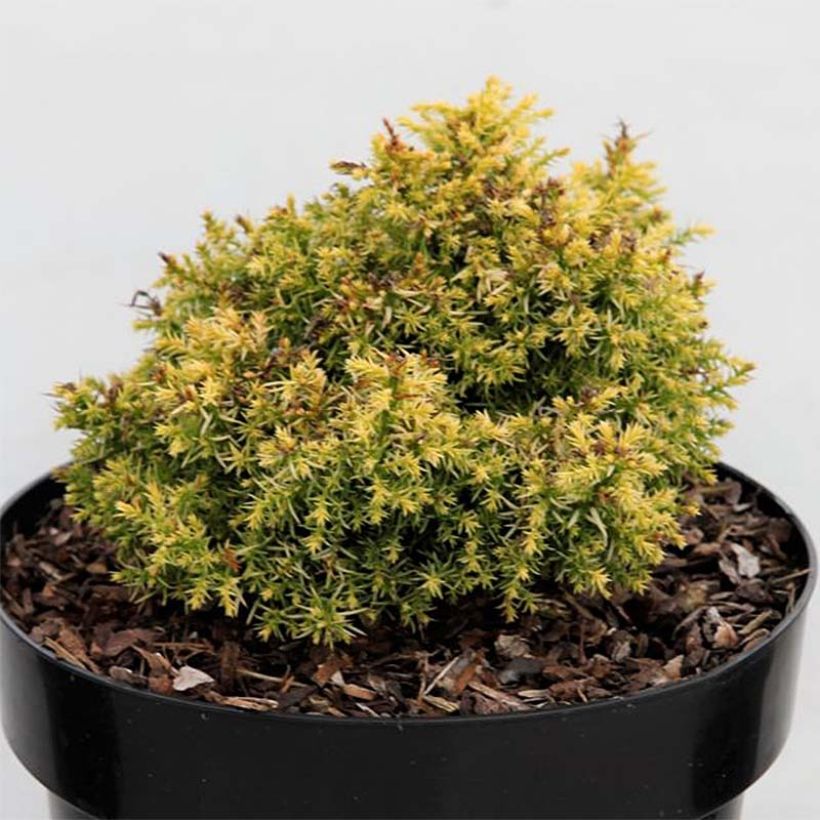 Cryptomeria japonica Twinkle Toes - Cedro del Giappone (Foliage)