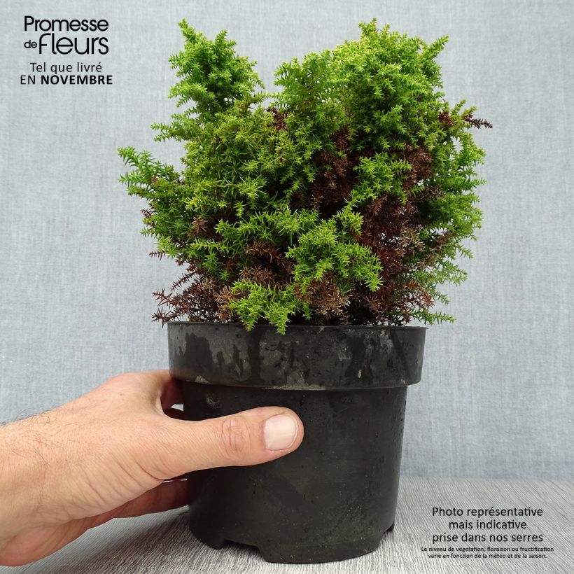 Esemplare di Cryptomeria japonica Twinkle Toes - Cedro del Giappone Vaso da 2L/3L come consegnato in autunno