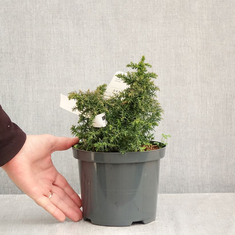 Esemplare di Cryptomeria japonica Yokohama - Cedro del Giappone Vaso da 2L/3L come consegnato in autunno