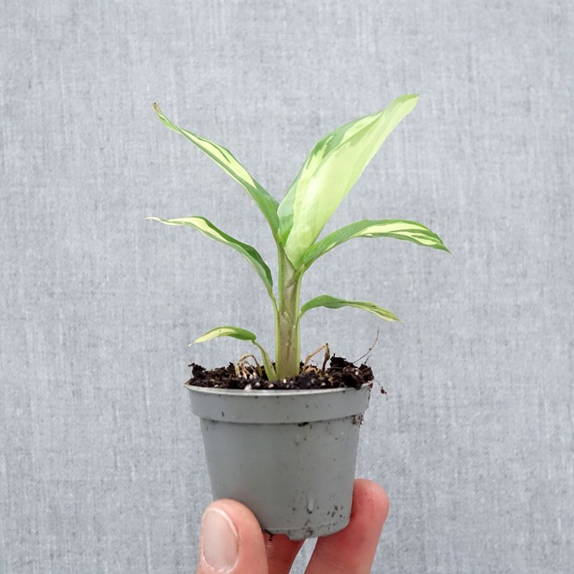 Ctenanthe Golden Mosaic mini-pianta esemplare consegnato in primavera