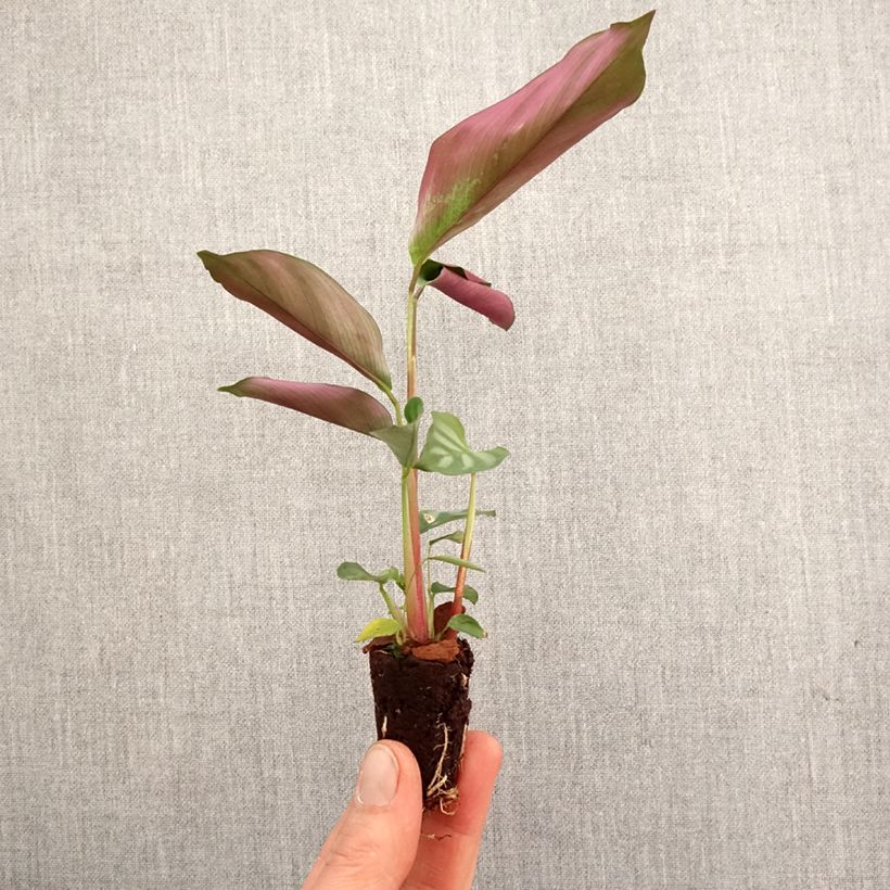 Ctenanthe oppenheimiana mini-pianta esemplare consegnato in primavera