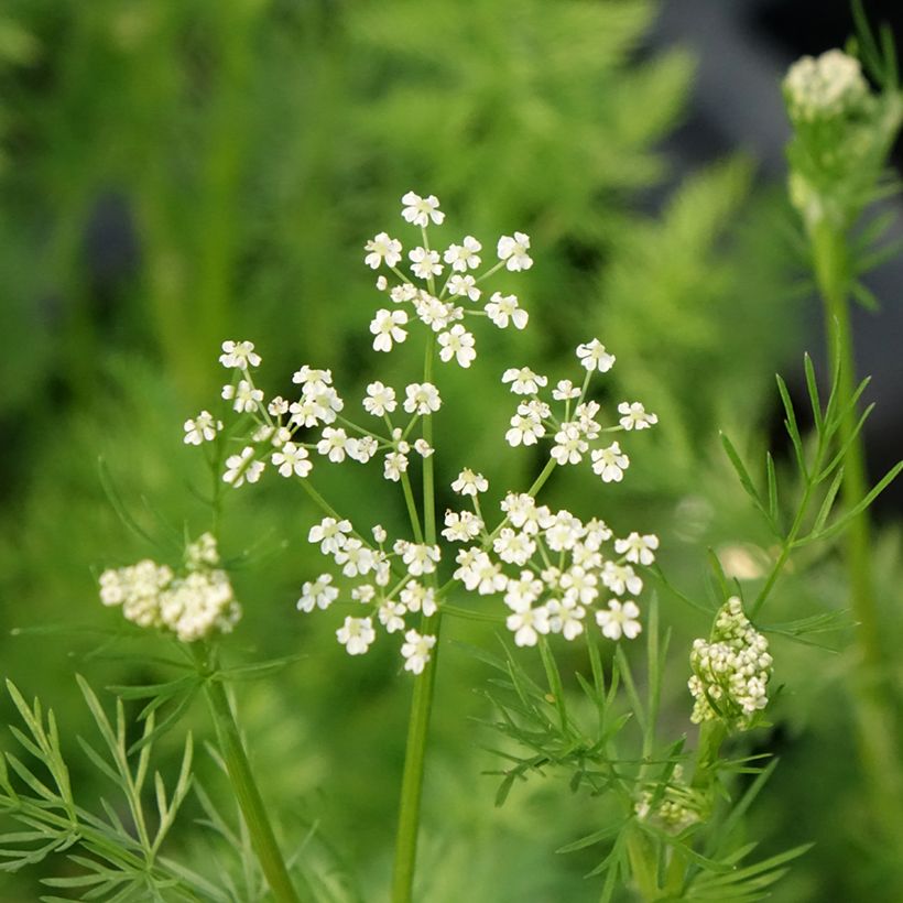 Carum carvi - Kummel (Flowering)