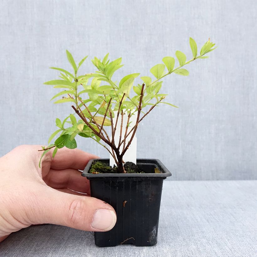 Example of Cuphea hyssopifolia Purple Vasetto da 8/9 cm as you get in printemps