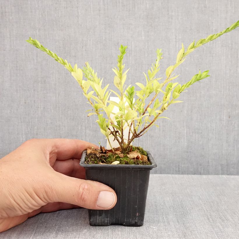 Esemplare di Cuphea hyssopifolia Purple Vasetto da 8/9 cm come consegnato in autunno