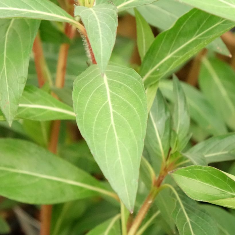 Cuphea micropetala (Foliage)