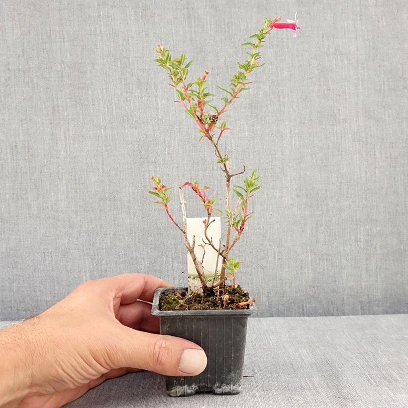 Esemplare di Cuphea Twinkle Pink Vasetto da 8/9 cm consegnato in estate