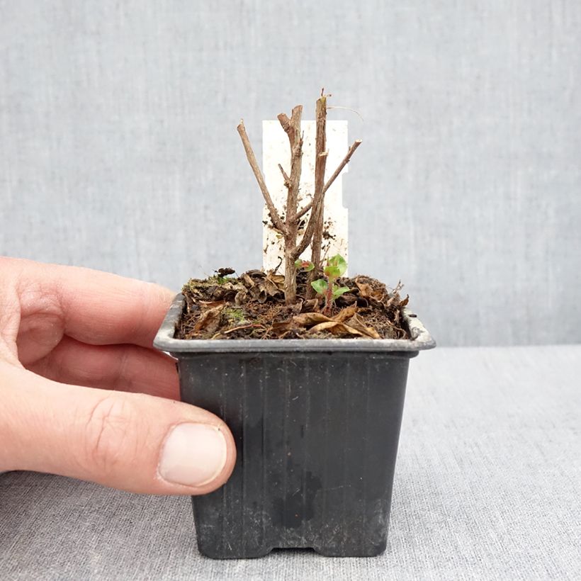 Example of Cuphea Twinkle Pink Vasetto da 8/9 cm as you get in printemps