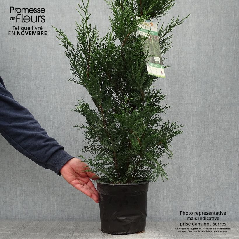 Esemplare di Cupressocyparis leylandii 2001 - Cipresso di Leyland Vaso da 4L/5L come consegnato in autunno