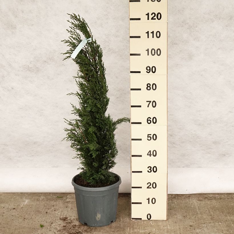 Cupressus sempervirens var. stricta - Cipresso comune Vaso da 7,5L/10L esemplare consegnato in primavera