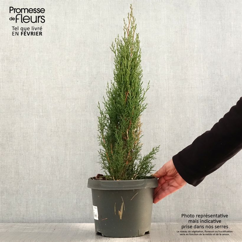 Example of Cupressus sempervirens var. stricta Totem - Cipresso comune Vaso da 4L/5L as you get in hiver