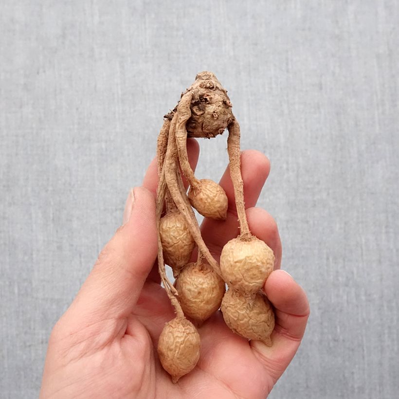 Example of Curcuma alismatifolia Pink Bulbo taglia I as you get in printemps