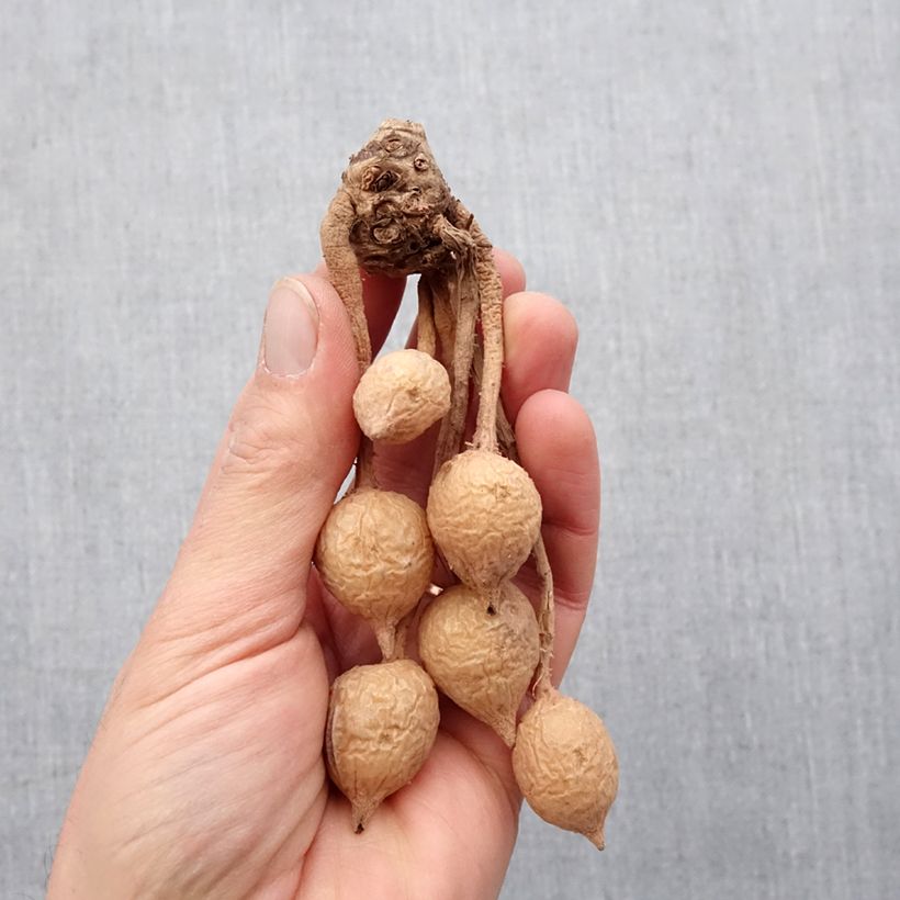 Example of Curcuma alismatifolia Red Bulbo taglia I as you get in printemps