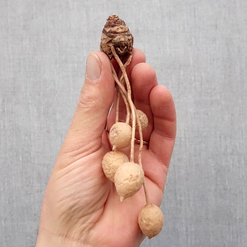 Example of Curcuma alismatifolia White Bulbo taglia I as you get in printemps