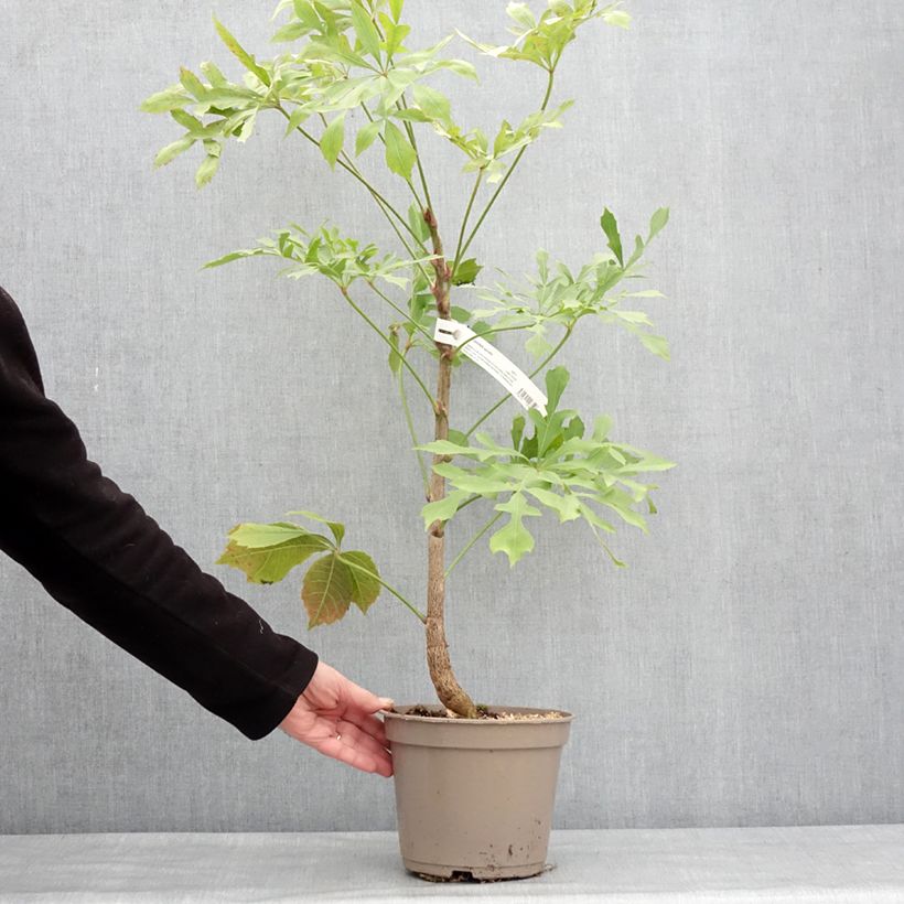 Cussonia spicata Vaso da 4L/5L esemplare consegnato in inverno