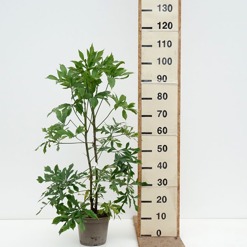 Cussonia spicata Vaso da 4L/5L esemplare consegnato in primavera